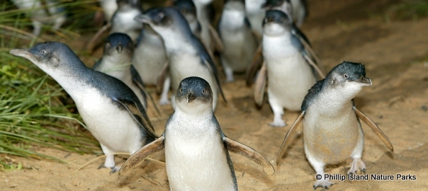 Парад пингвинов на острове Филиппа